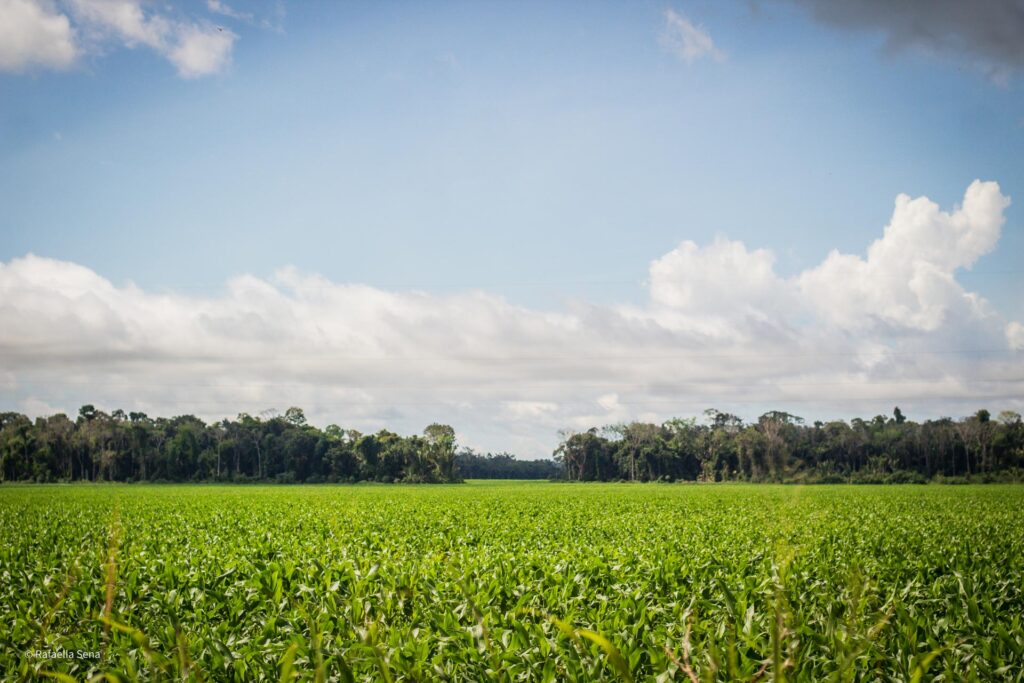 Maíz plantado en un sistema intercalado con soja en la Meseta de Santareno, Santarém, Pará, Brasil. Fotografía de: Rafaella Sena.