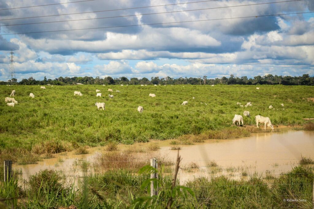 Ganadería en la región de Tapajós, Santarém, Brasil. Foto de: Rafaella Sena.