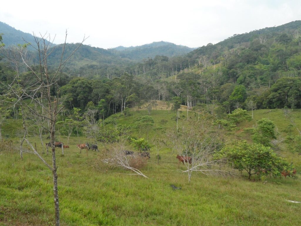 Ganadería en Putumayo, Colombia. Foto: Barbara Schröter.